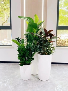 解锁江北绿化修剪方案，让绿植绽放新活力